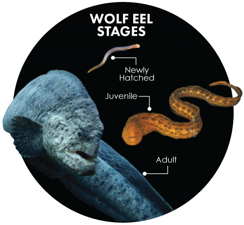 Wolf Eel stages