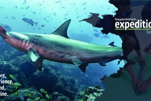 BayEcotarium Expeditions