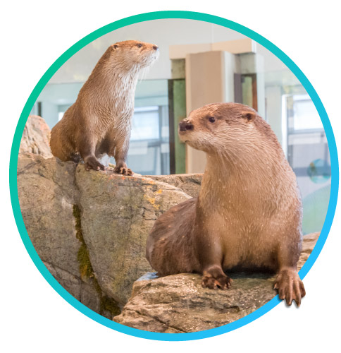 North American River Otters