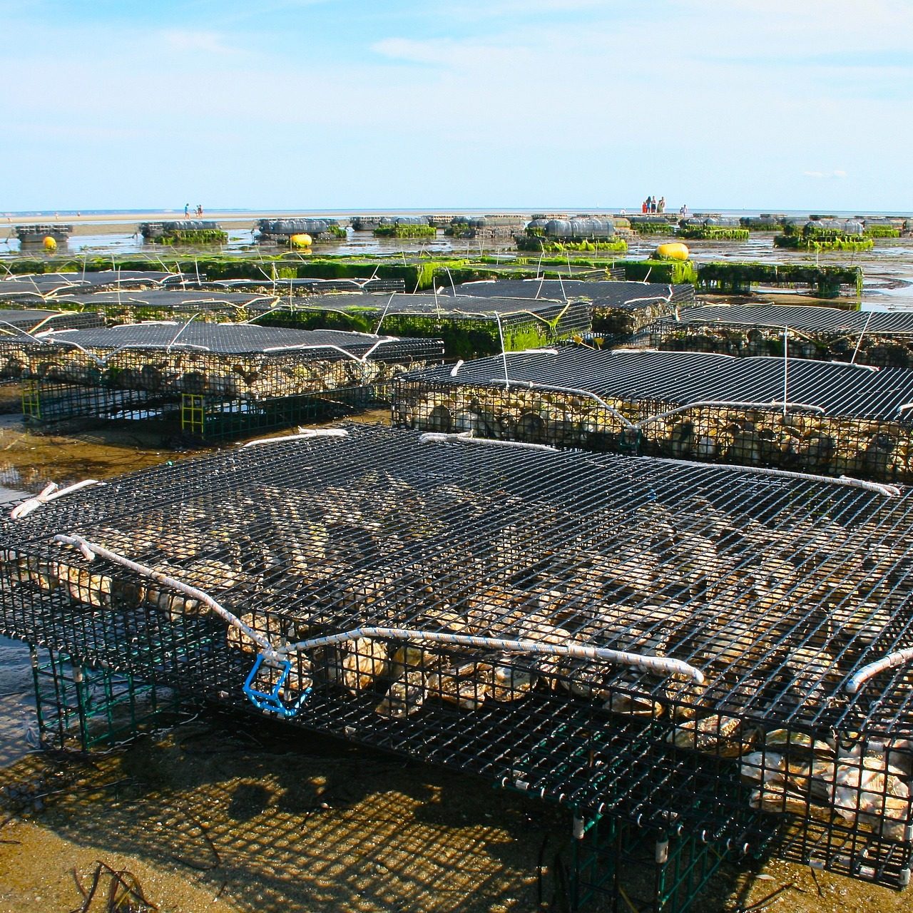 oyster-farm-g4422041d5_1920